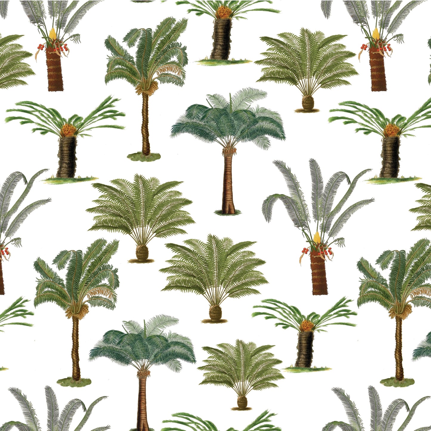 Cycads Natural History Wrap